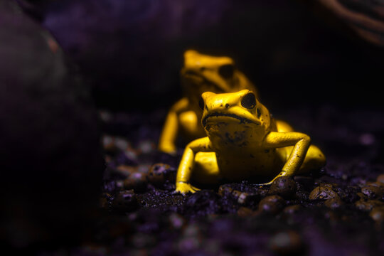 Golden poison frog in terrarium