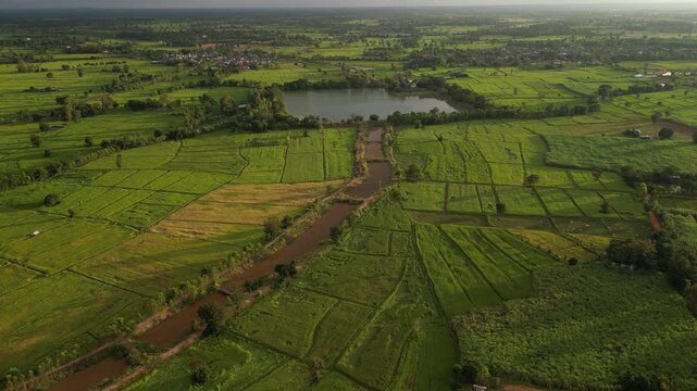 The paddy field and small town landscape of northeastern Thailand. These areas serve as one of the country's most important rice-producing regions, contributing significantly to the global food supply