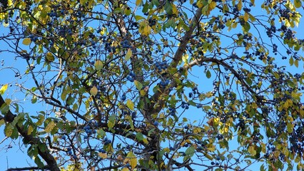Obraz premium Cornus sanguinea. Beautiful autumn leaves, flora. 