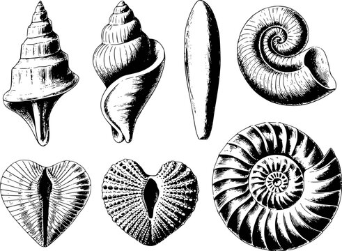 Collection of detailed black and white of various seashells and fossils white background