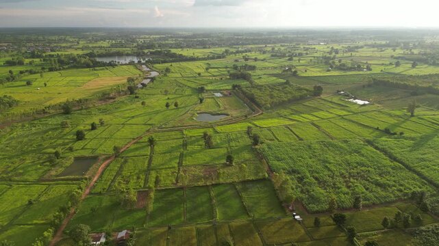 The paddy field and small town landscape of northeastern Thailand. These areas serve as one of the country's most important rice-producing regions, contributing significantly to the global food supply