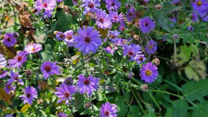 Fototapeta premium Beautiful flowers in the garden. Aster alpinus.
