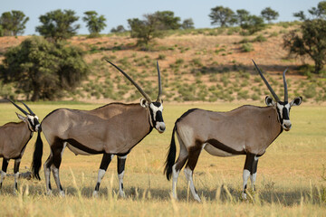 Naklejka premium Gemsbok in the Auob river valley, Kgalagadi Transfrontier National Park
