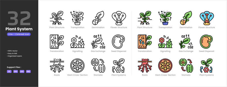 Plant system icon set collection - colored outline line art style. Plant structure transpiration germination translocation signaling gas exchange seed dispersal roots stem cross section stomata flower
