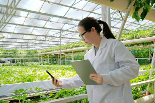 Agricultural researcher monitoring soilless crops in smart greenhouse