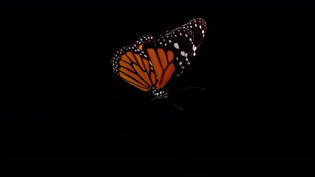 Flying butterfly &ndash; looped with alpha channel.