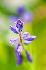 Obraz premium Close up at Common milkwort flower with dew drops