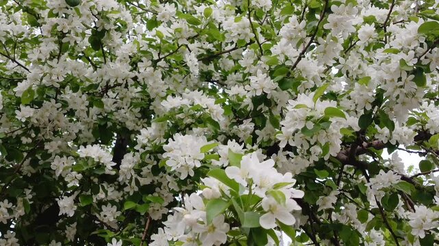 The bee pollinates the white flowers of the apple tree in the spring and collects nectar. Allergy to flowering