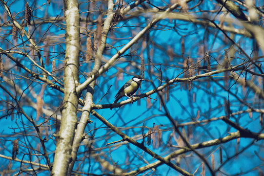 A parus atricapillus who is looking away. He or she has been perched in wooden area leaves with white cheek. . Selective focus bird photography with intense dark blue contrasted sky background