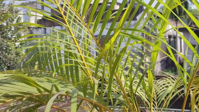 Tropical beauty of a Dypsis lutescens. Areca palm plant with lush green leaves.