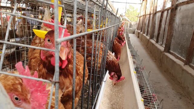 Chickens inside metal wire cages at a commercial poultry farm
