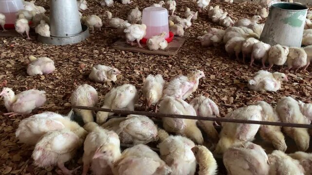 Young broiler chickens in a large indoor poultry farm