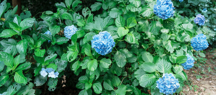 Hydrangea macrophylla Blossom in garden. Blue and purple hydrangeas flowers blooming in park