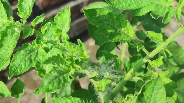 Panning shot of healthy green leaves on a Solanum lycopersicum. tomato plant.