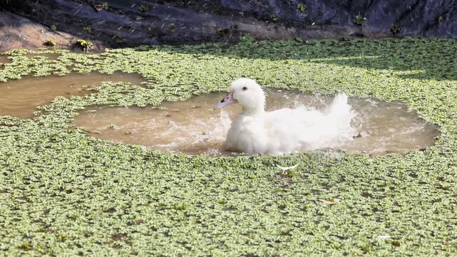 White duck splashing in a green pond covered with duckweed