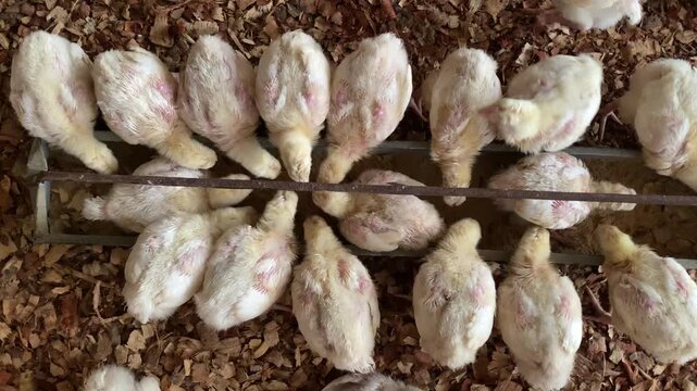 Top down view of broiler chickens eating at a poultry farm