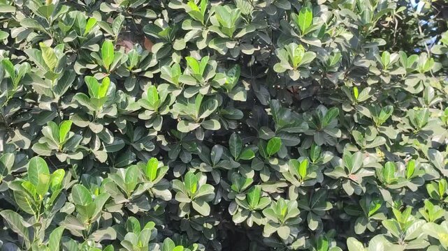 Vibrant green leaves of Artocarpus heterophyllus. jackfruit tree in a tropical garden.