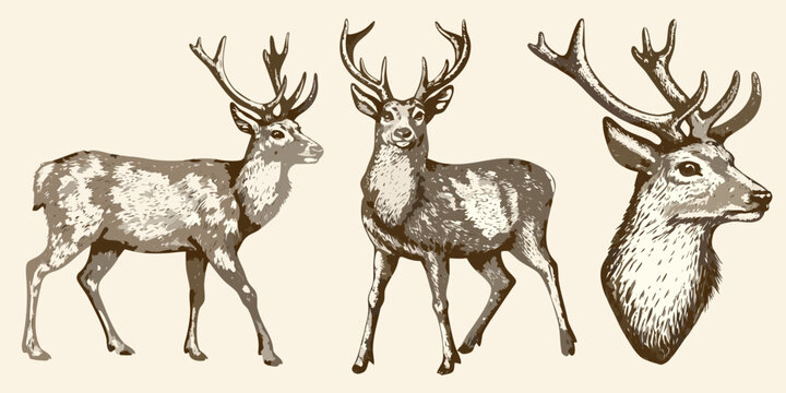 Deer with antlers vintage style illustration set