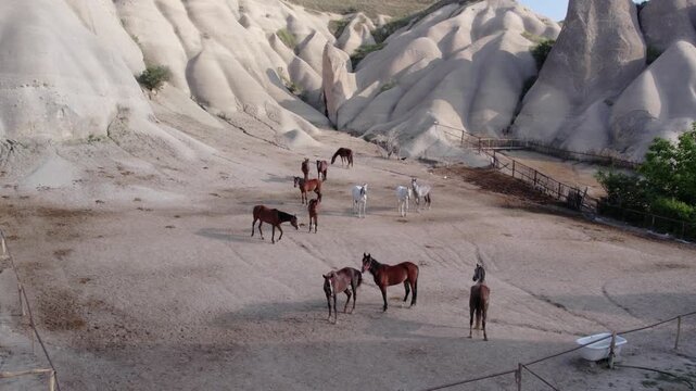 Horses grazing in a ranch paddock among Cappadocia rock formations