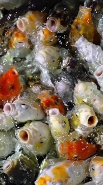 A dense multitude of small, colorful fish, likely koi and goldfish, eagerly jostle at the water's surface. Their mouths are wide open, vying for a delightful meal.