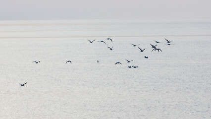 Wild geese soar above serene, gray water surface in early morning light © schankz