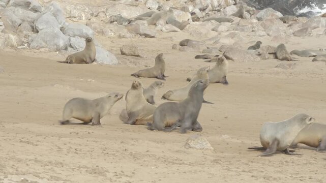 a tracking shot of a group of fur seals running on the beach towards the ocean at cape cross seal colony in namibia, africa