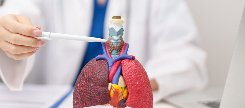 Doctor with Thyroid of Respiratory system anatomy for Diseases. Lung Cancer, Asthma, Chronic Obstructive Pulmonary or COPD, Bronchitis, Emphysema, Cystic Fibrosis, Bronchiectasis and Pneumonia