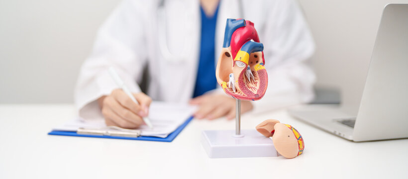 Doctor with human Heart anatomy model. Cardiovascular Diseases, Atherosclerosis, Hypertensive Heart, Valvular Heart, Aortopulmonary window, world Heart day and health concept
