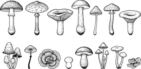 Hand-Drawn Mushroom and Flower Illustration Set Featuring Detailed Botanical Line Art for Nature and Science Projects © Jubaraj