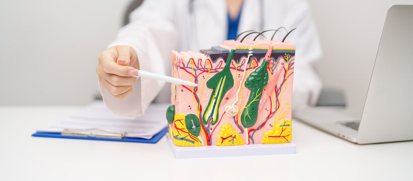Dermatologist with anatomy model of human skin with hair. Doctor show structure of Skin, Skin disease and Hair loss. Health care, Dermatology treatment, Cosmetic surgery and Beauty consultation clinic
