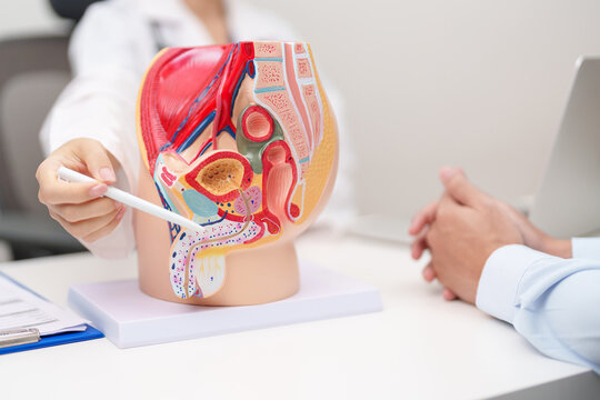 Doctor with Male Reproductive System anatomy model. Male consultation, Prostate Cancer, Enlarged prostate, Prostatitis disease, Male Infertility, Erectile dysfunction, Penis and Male genital disorder