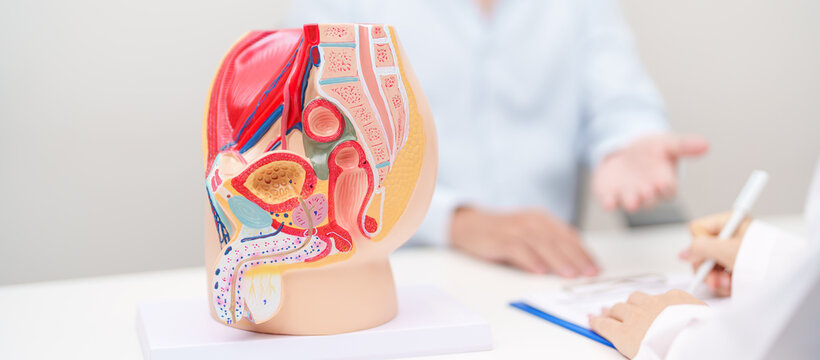 Doctor with Male Reproductive System anatomy model. Male consultation, Prostate Cancer, Enlarged prostate, Prostatitis disease, Male Infertility, Erectile dysfunction, Penis and Male genital disorder