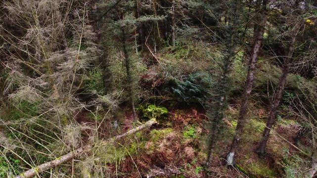 Cinematic drone view of dense forest vegetation and fallen pine trees in a rural woodland area of Scotland. The shot captures mossy ground, thick brush, and evergreen textures