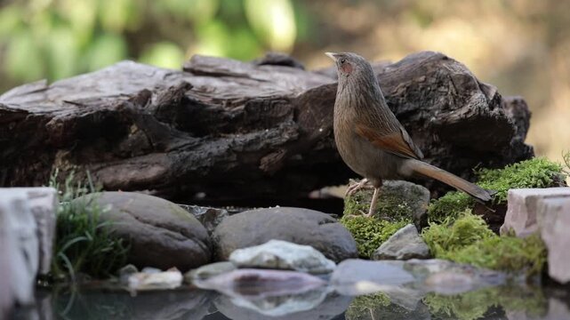 A close up of a streaked laughing thrush feeding