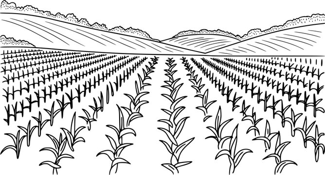 Black and white line of a vast cornfield stretching towards rolling hills and trees
