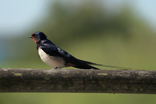 A swallow in Denmark 