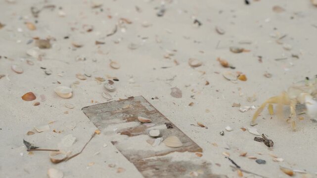 A pale ghost crab blends into the sandy terrain of Atins beach among scattered sea shells.