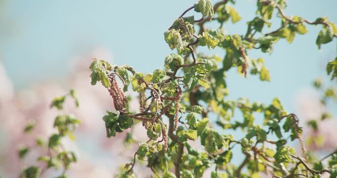Slow zoom out reveals ornamental plum and cherry blossom trees behind twisted corkscrew hazel branches with faded catkins in the foreground. Calm, layered spring composition against clear blue sky.