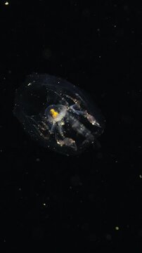 Phronima amphipod swimming backwards using its back legs to propel itself through the dark ocean during a blackwater dive