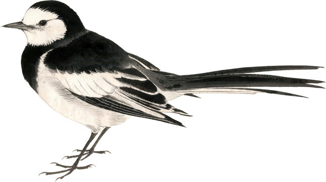 Elegant White Wagtail Bird Watercolor Illustration