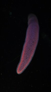 Vertical shot of a large, glowing pyrosome drifting through the dark ocean at night.