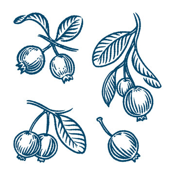 blueberry engraved set hand drawn fruit