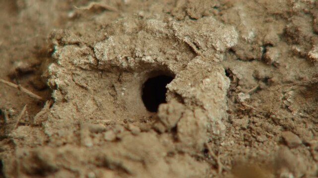 Close-up of a mining bee landing at a nest burrow entrance, hesitating, then moving to a different hole. Charming and authentic solitary bee behavior captured in sharp ground-level detail.