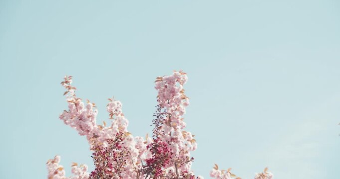 Wide zoom out from pink cherry blossoms reveals a suburban setting with a house roof visible to the right. Japanese ornamental cherry in full bloom against blue sky. Cinematic spring neighbourhood fee