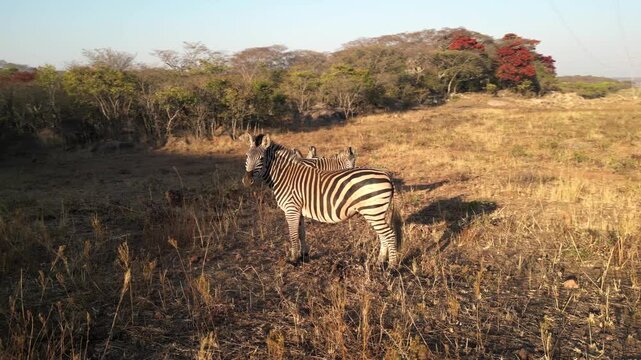 Aerial drone zebras Zimbabwe, mid-range orbit, safari wildlife, African savannah, national park, animals, conservation, tourism boards, documentary footage.