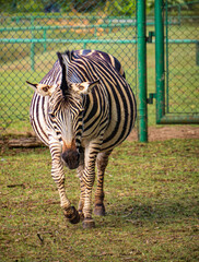 Naklejka premium Zebra grazing on a pasture in zoo