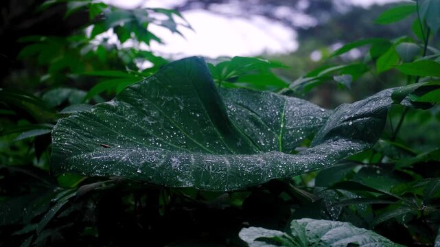 Close up of large taro leaf with raindrops in rainforest on tropical island Taveuni, Fiji, South Pacific