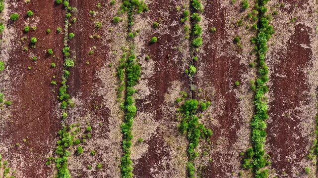 Cinematic top down drone shot revealing abstract textures of peat bogs and green shrubs.