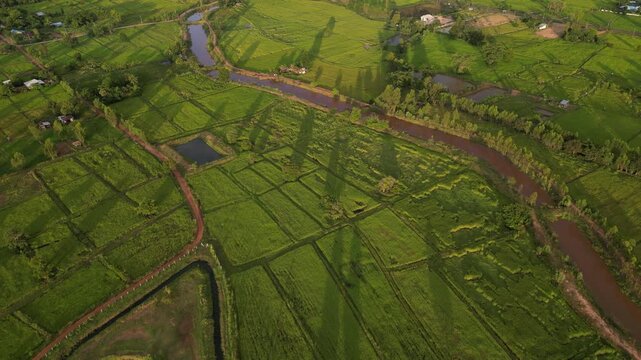The paddy field and small town landscape of northeastern Thailand. These areas serve as one of the country's most important rice-producing regions, contributing significantly to the global food supply