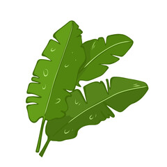 Green banana leaves collection for tropical nature backgrounds and exotic design vector illustration © Natalia
